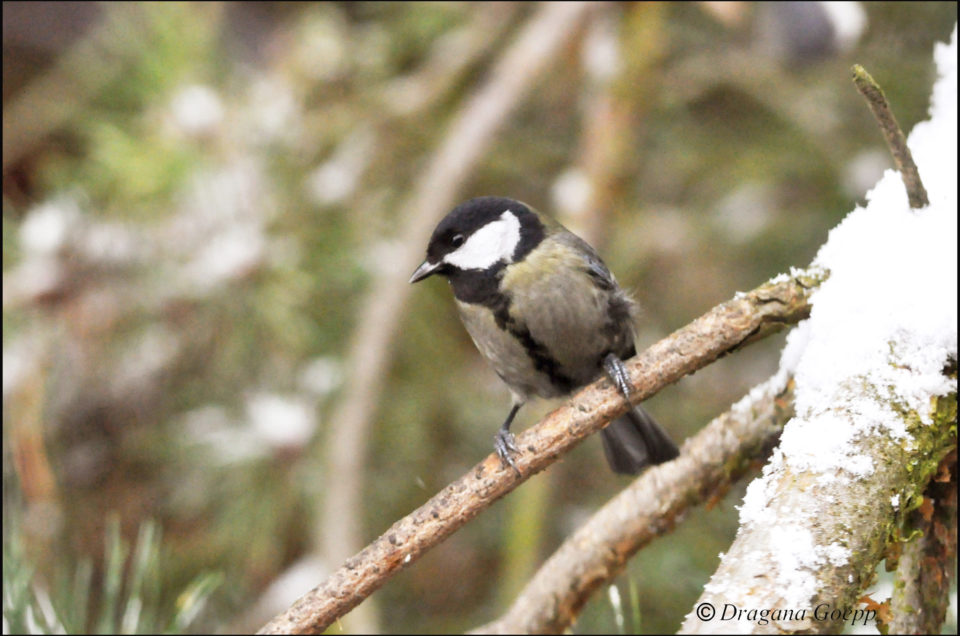 Une mésange charbonnière toute noire