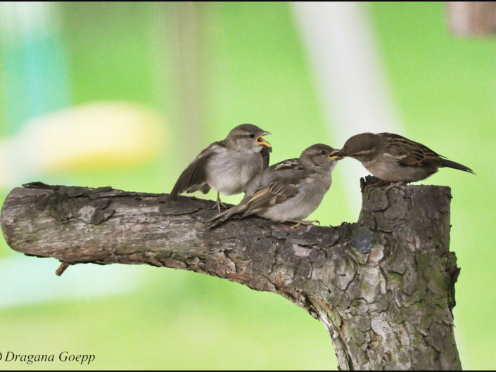 Moineau domestique (bébé)