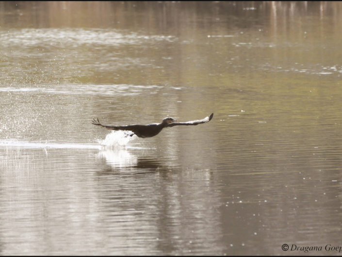 Cormoran en envol