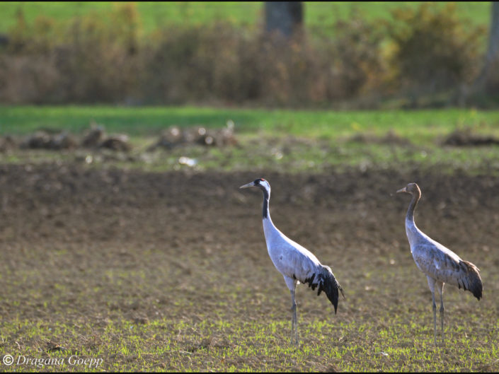 JieDianKeJi Waders de pêche échassiers de Poitrine Chasse