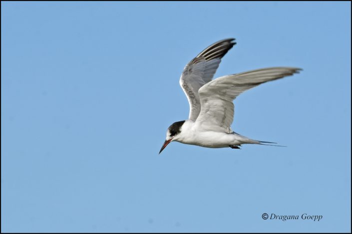 Série de 5 photos prises dans le Delta de l'Oder près de la Mer Baltique