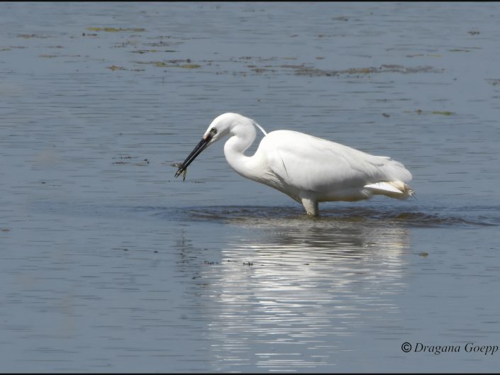 Aigrette garzette