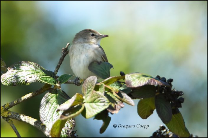 Fauvette Des Jardins Oiseaux De France