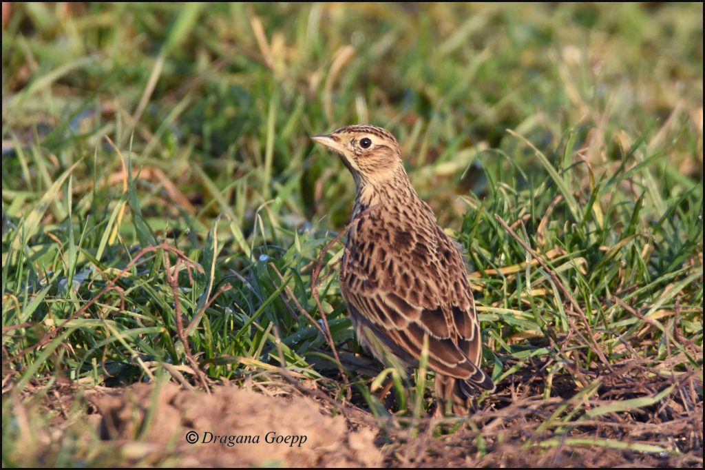 Alouette des champs Oiseaux de france — free download