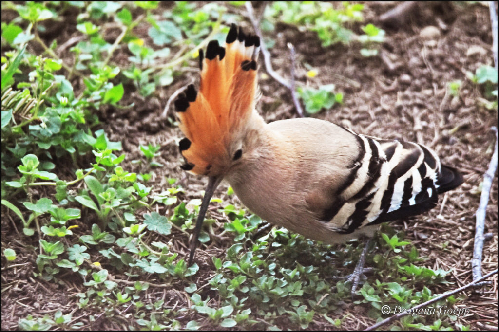 Huppe fasciée - Oiseaux de france