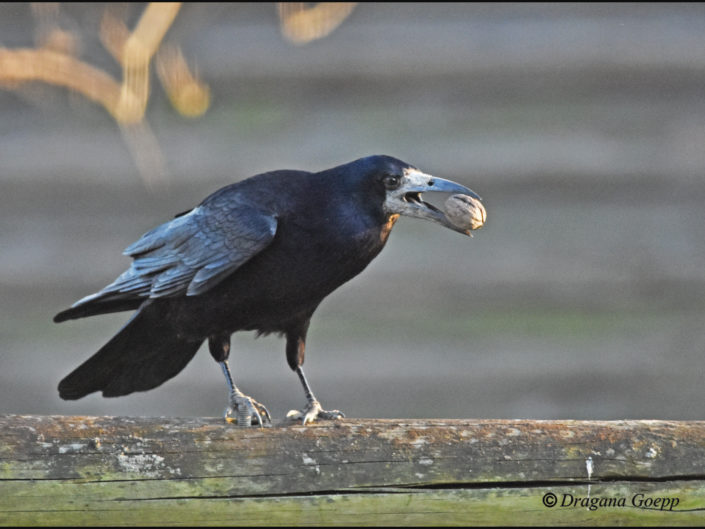 Corbeau freux